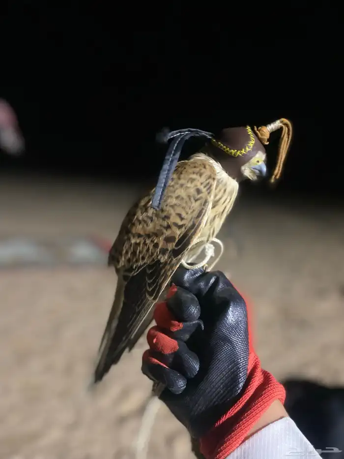 باشق فرخ العمر 4 شهور وحش 2