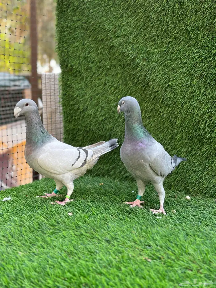 للبيع حمام هومر 3