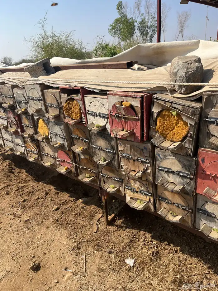 جبوح محايلي فاضي للبيع 10