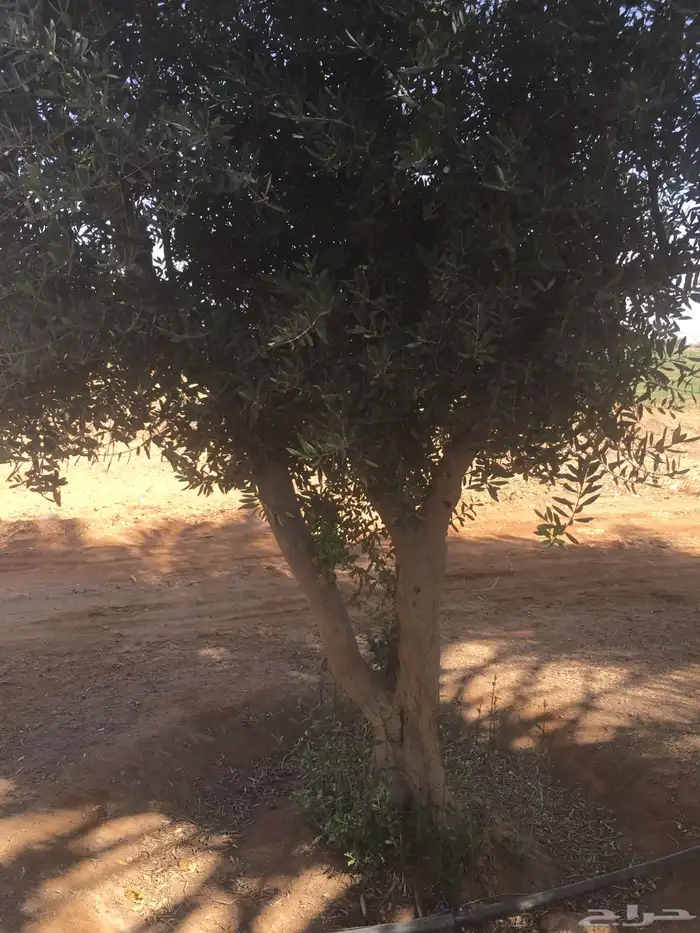 شجرزينون معمر اشجار زيتون كبار معمر ساق إشجار الزيتون تيون 13