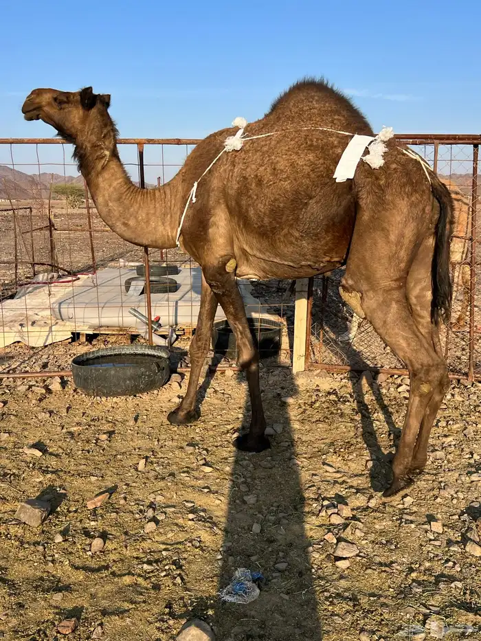 خلفه مصغر طيبه ب 10500 يبلاش 7