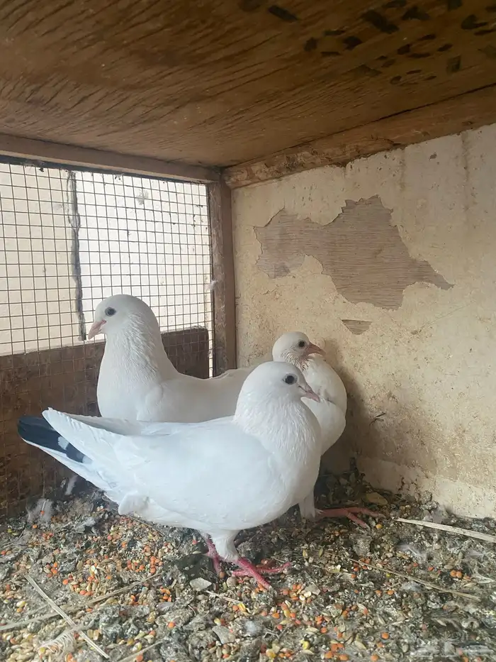 للبيع جوز فرنسي معه فرخ وبيض 3