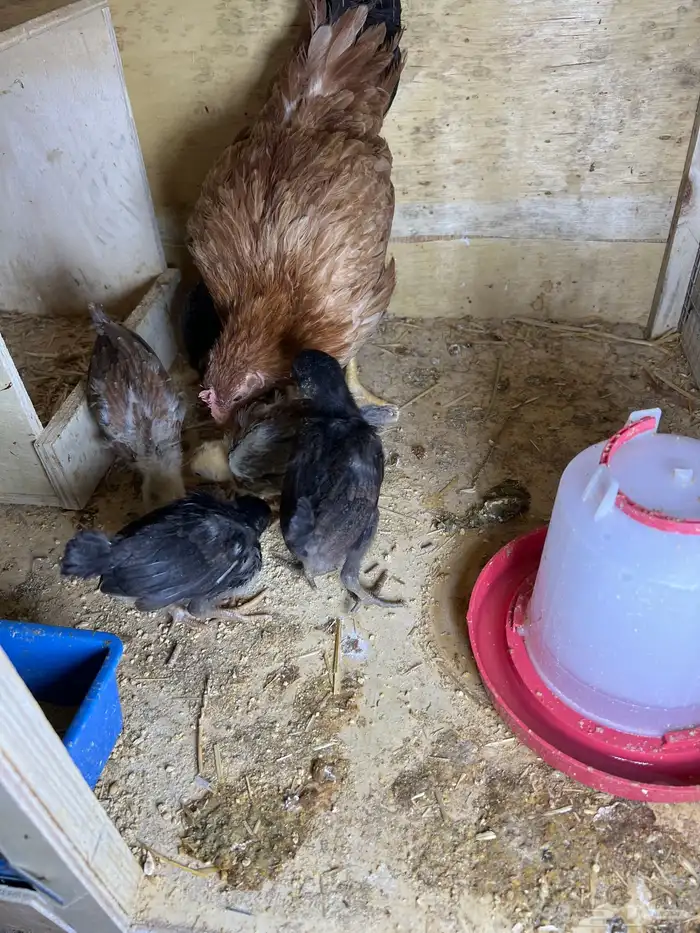 دجاجه عربيه معها 6 فروخ عمرهم تقريبا 21 يوم 0