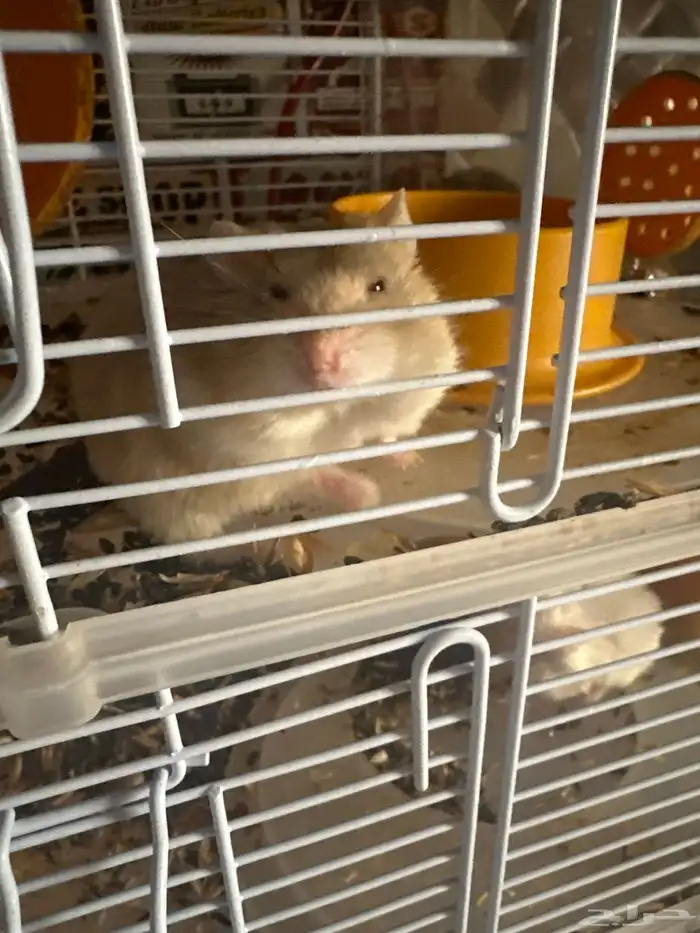 12 هامستر روسي البيع جمله 3