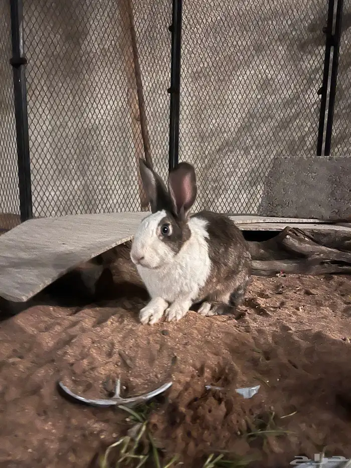 أرانب للبيع ذكر وانثى 0