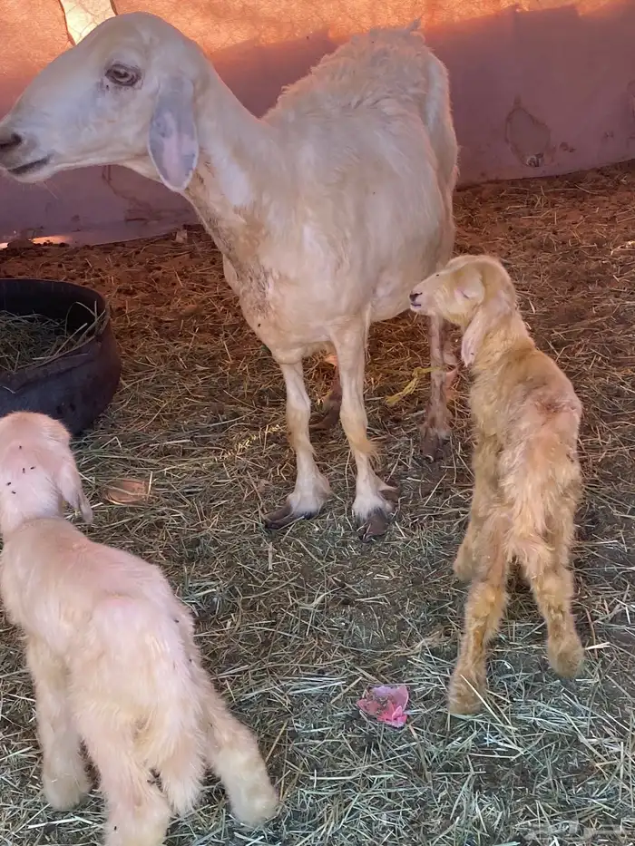 نعجه صفرا عليها رخلين والده اليوم ديد مكفل رقم واحد 2