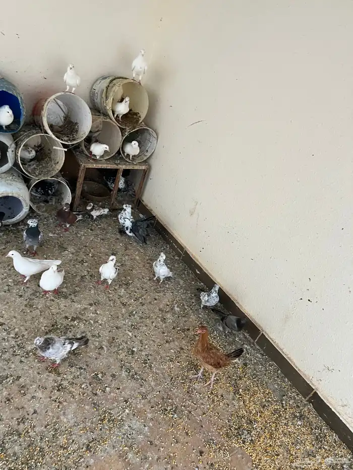 عشة حمام كامله للبيع 3