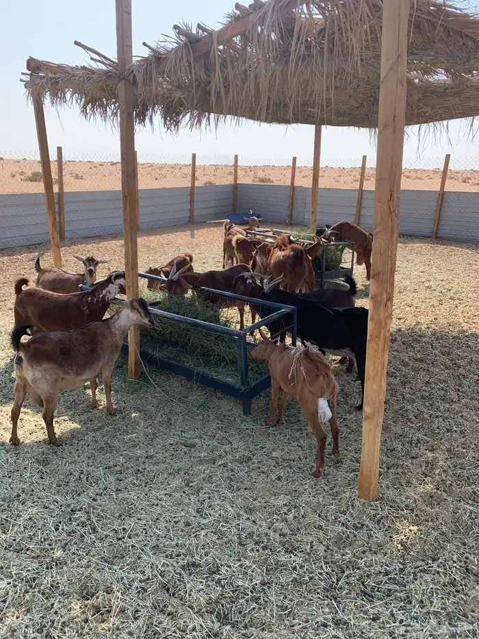 ماعز جنوبي منوة القاني 3