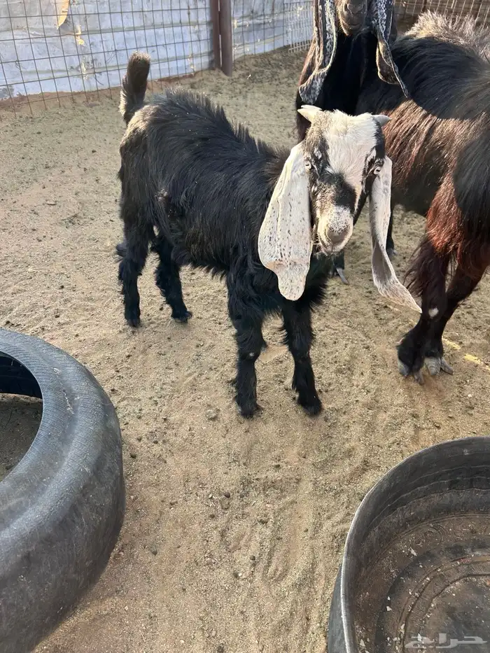 تيس توه مخلص 6 شهور 1