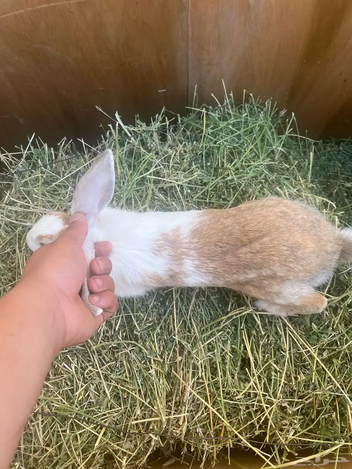 ارنب عليها 3 4