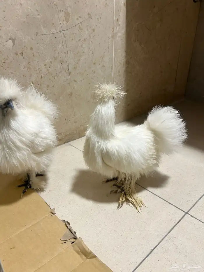 للبيع دجاج قطني 5