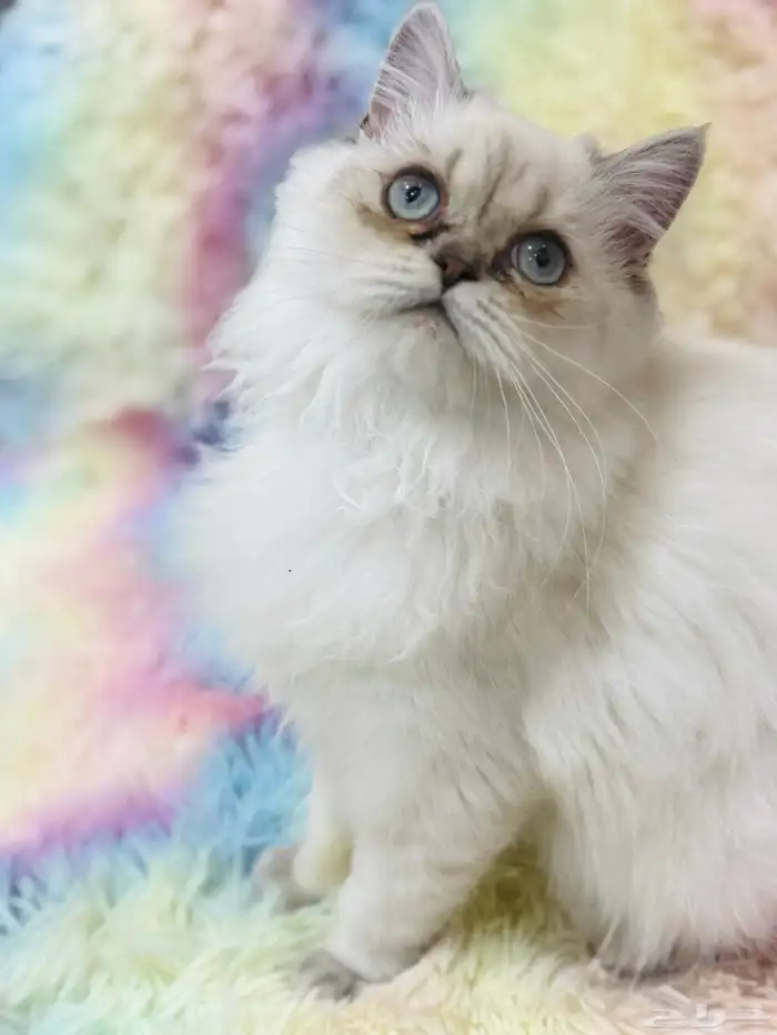 قطة انثى للبيع 0