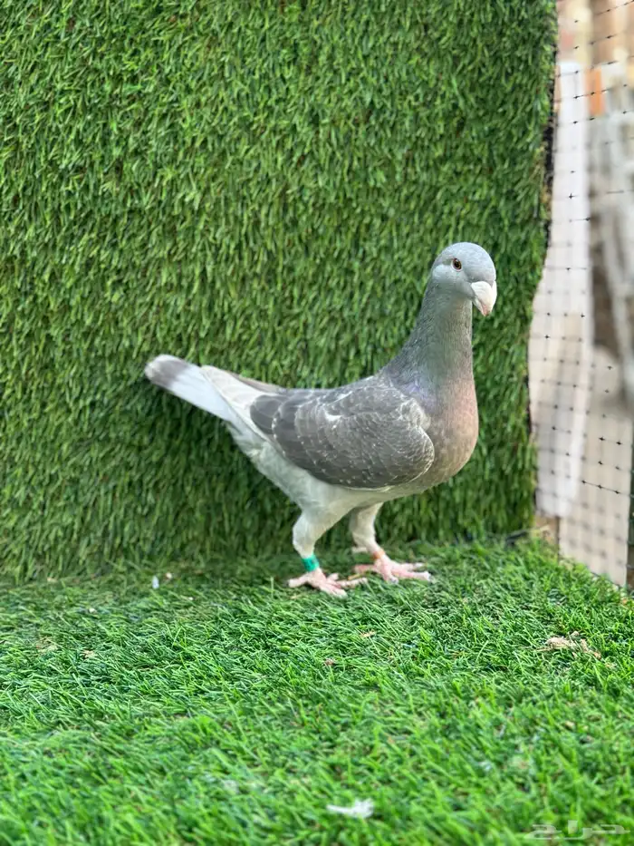 للبيع حمام هومر 1