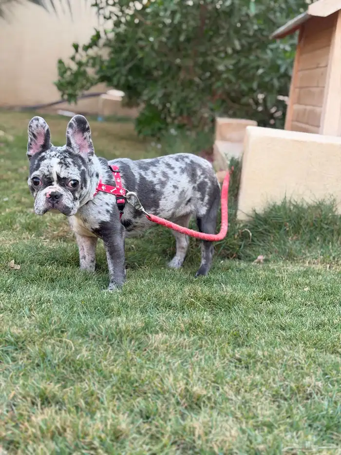 انثى فرنش بولدق ميرلي 9