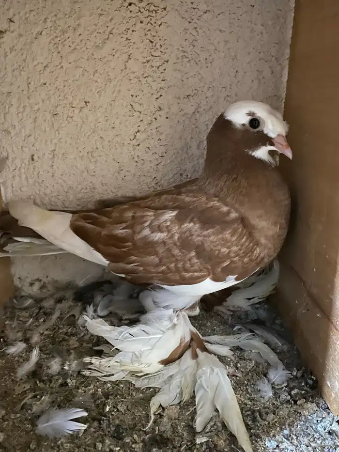 حمام نجفي - لبناني 10