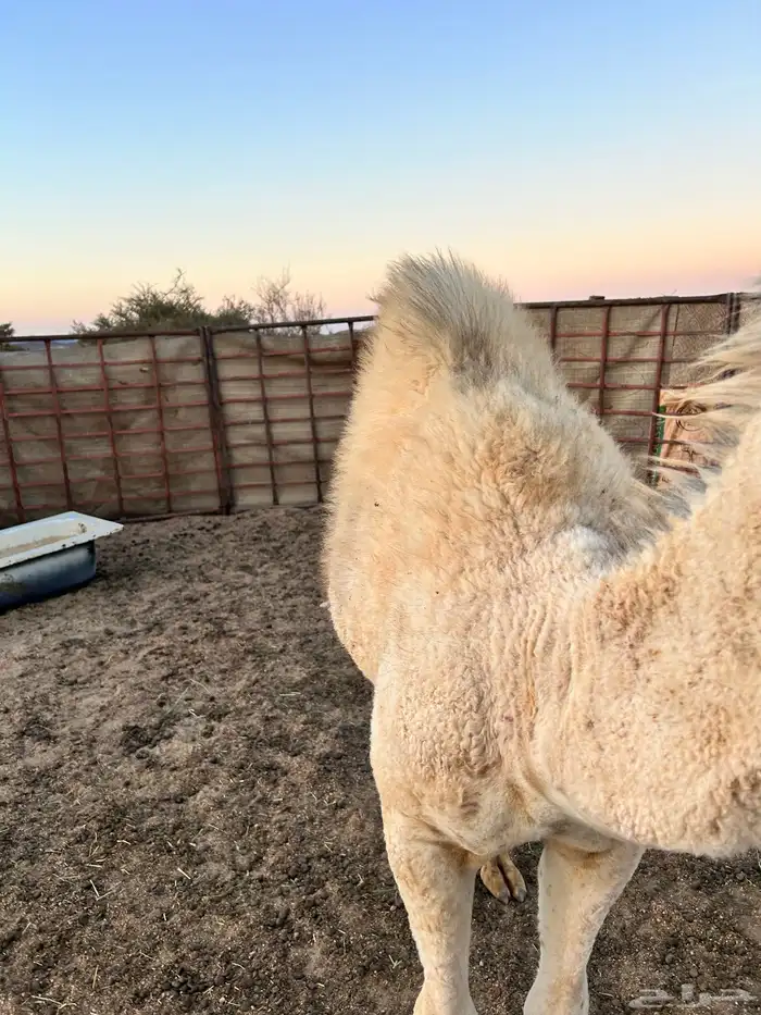 بكره عمرها 7 شهور على حليب 0