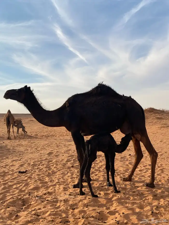 اعرض لكم ناقه خلفه 1