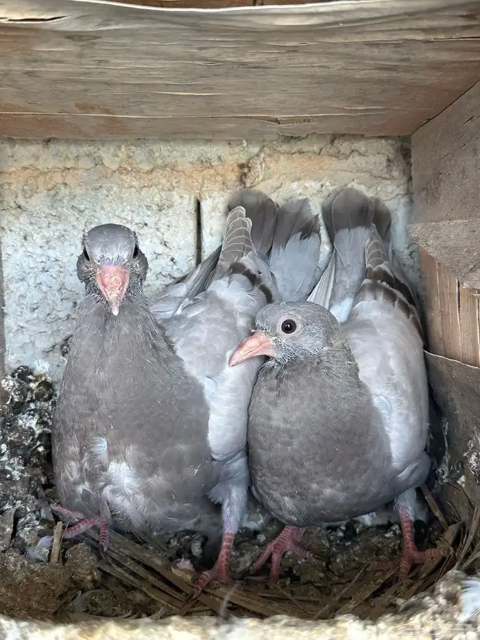 7 اجواز فراخة لاحم فرنسي ( تم البيع ) 0