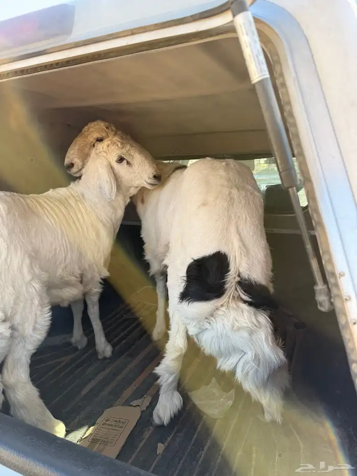 طليان جذعان بيشه 1