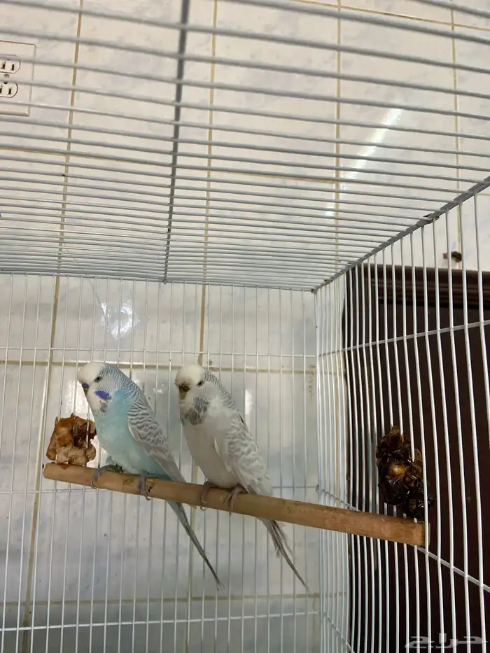 عصافير الحب إنكليزي 0