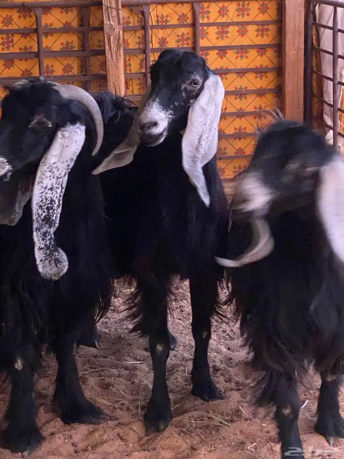 معزا عوارض 2