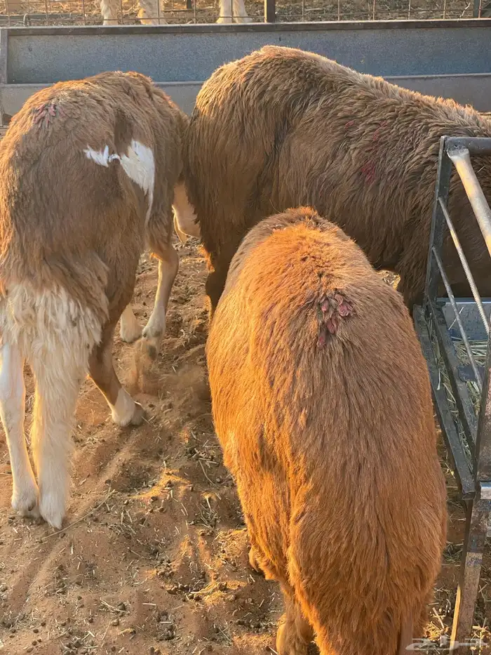 سواكن مرابي طيبه 1