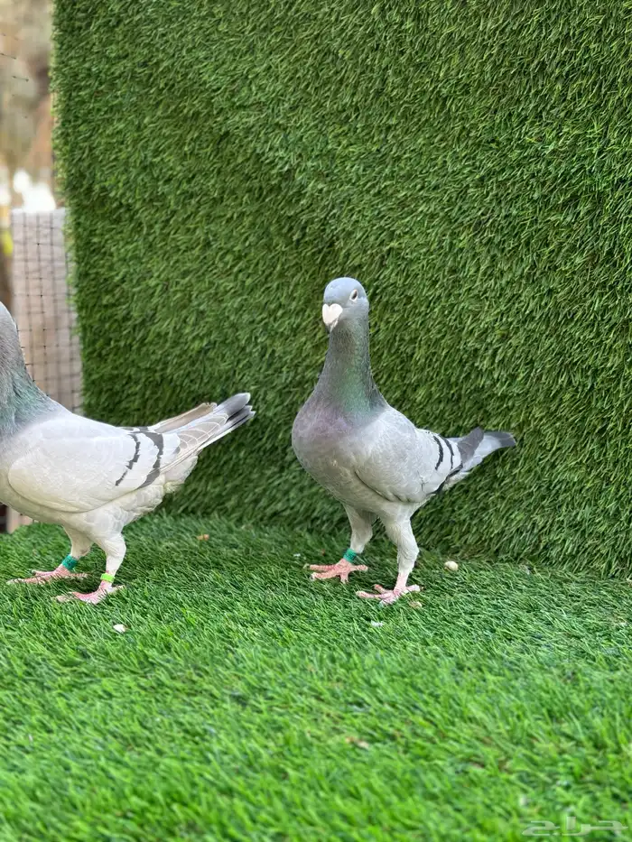 للبيع حمام هومر 5