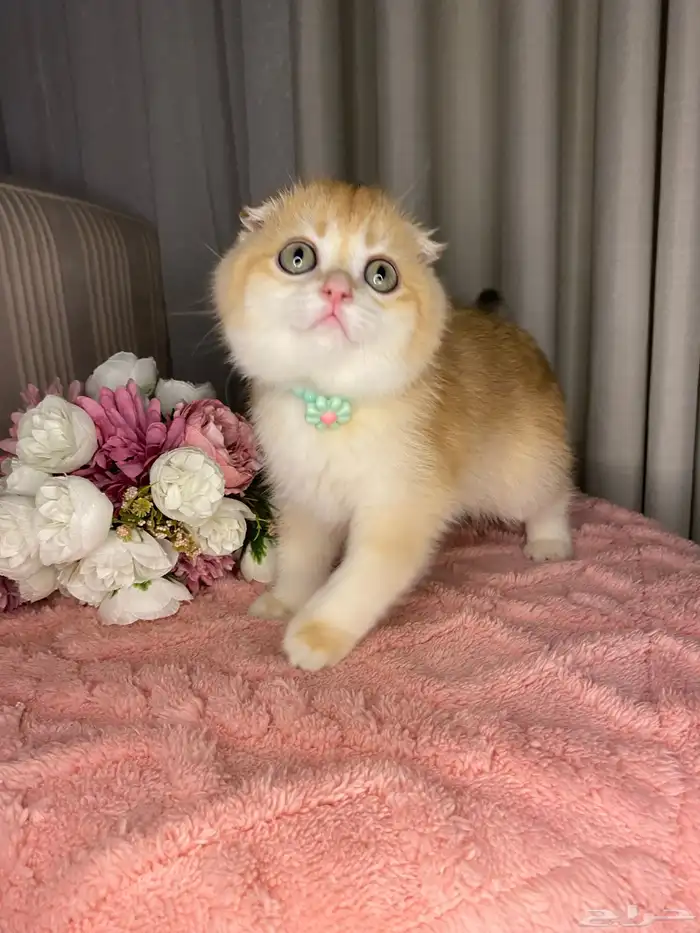 سكوتش تربل فولد واستريت للبيع 7