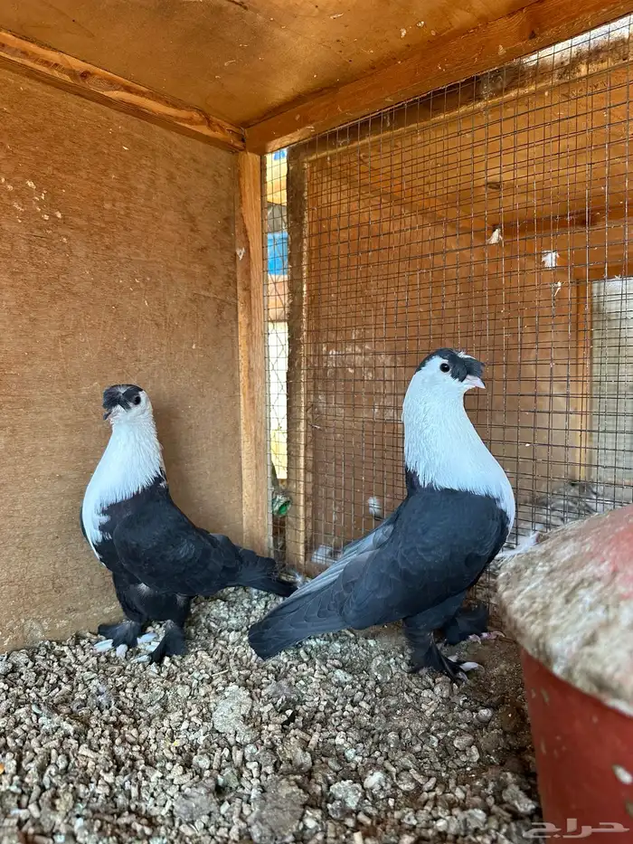 جوز لبناني اسود بفروخه 1