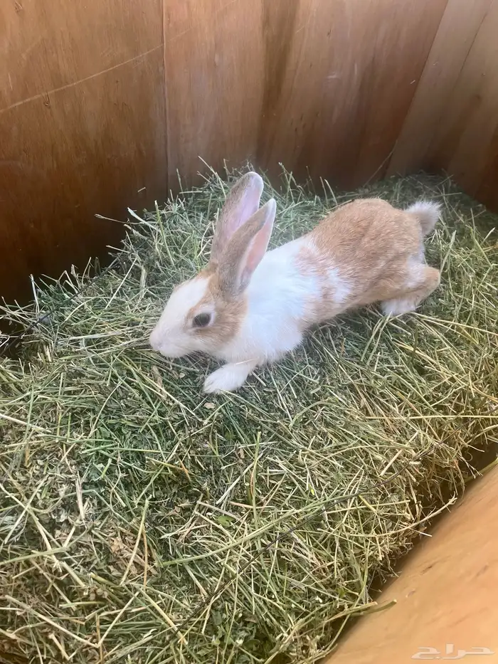 ارنب عليها 3 0