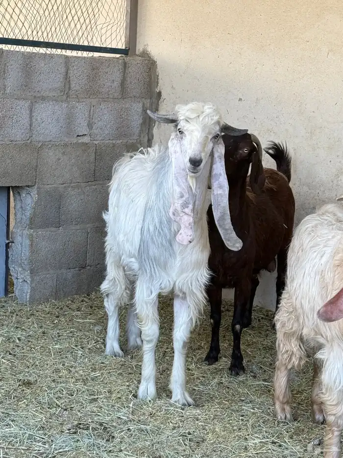 فحل مطور جذع 2