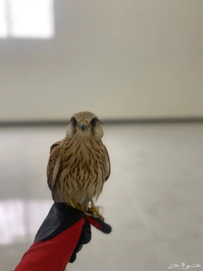 باشق فرخ العمر 4 شهور وحش 1