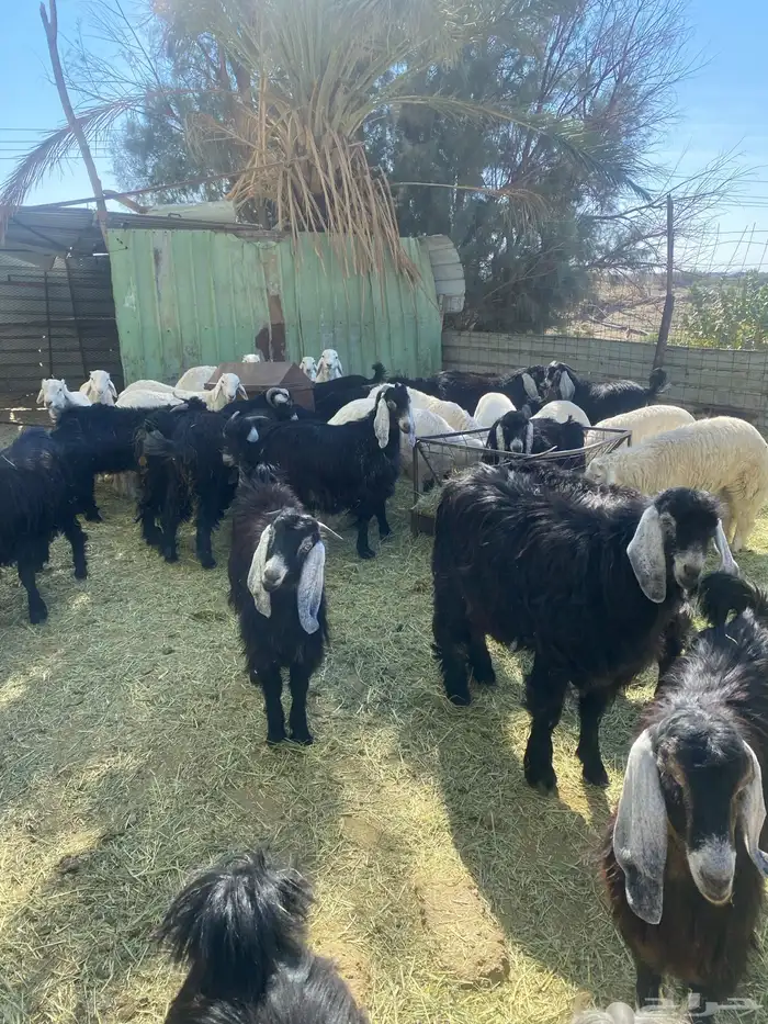 تيوس ذبايح 0