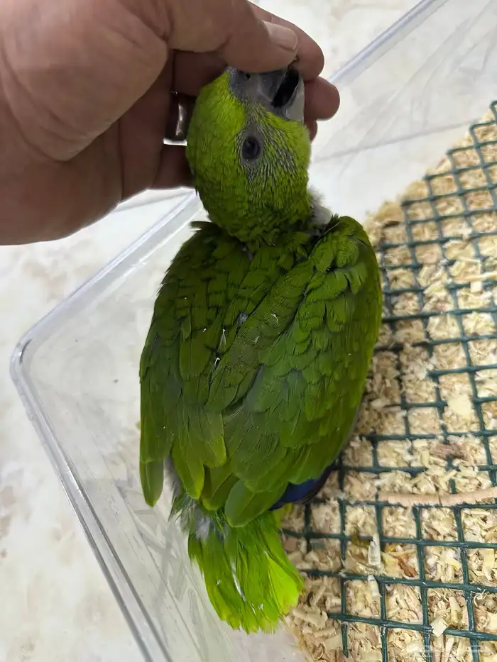 فرخ يلوناب بيور 3