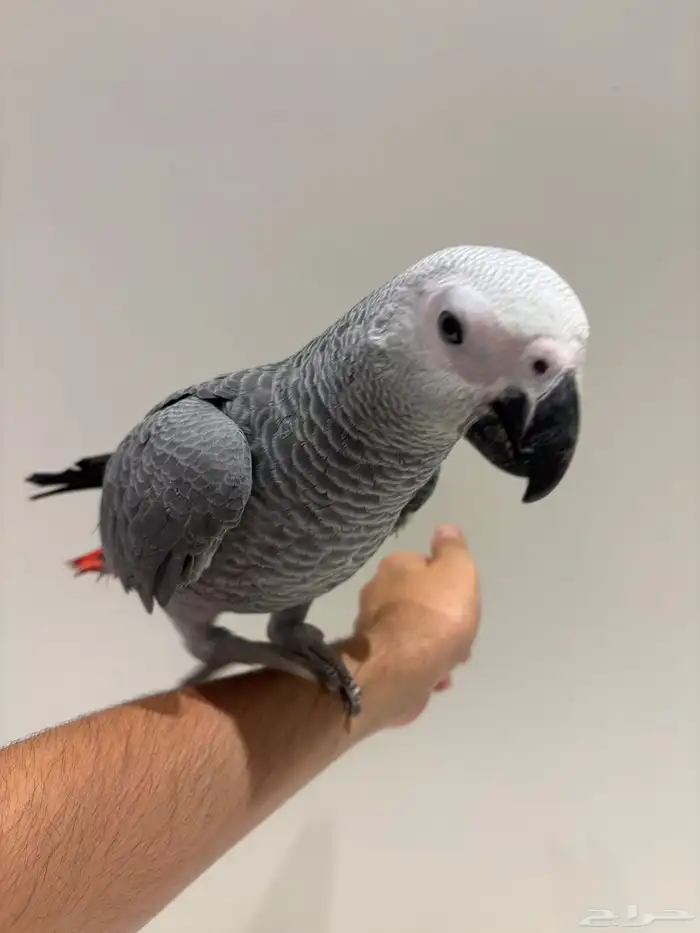 بغبغان كاسكو سوبر جامبو أليف وهدد وبداية كلام 5