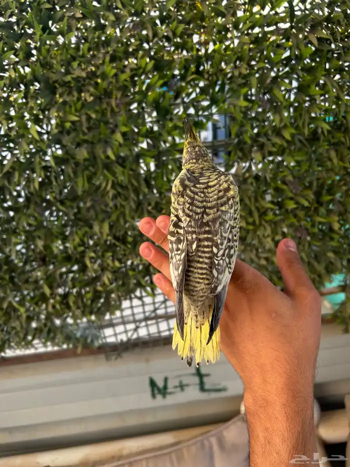 فرخ كروان كوكتيل فراشة اليف و بدايه هدد و تكسير حب 2