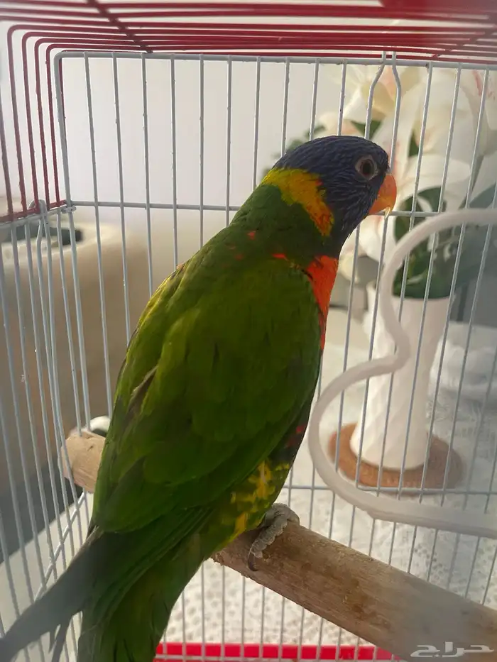 لوري سوانسن 0