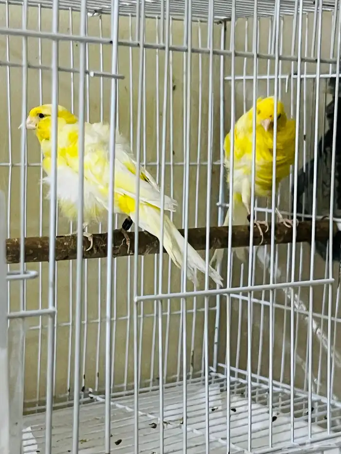 جوز كناري مفتل جاهز 1