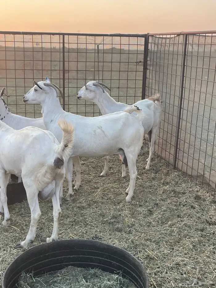 معزا بيشيات صنف ولد شي فاخررر من الاخر منوة القاني تم البيع 11