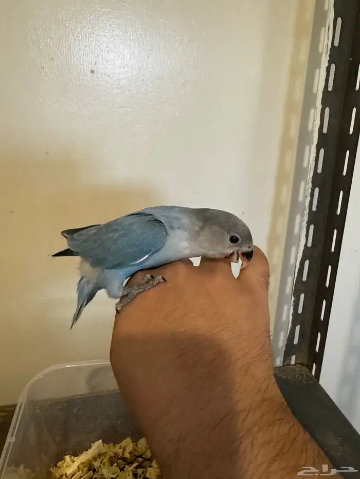 روز فرخ بلو سوبر جامبو 1