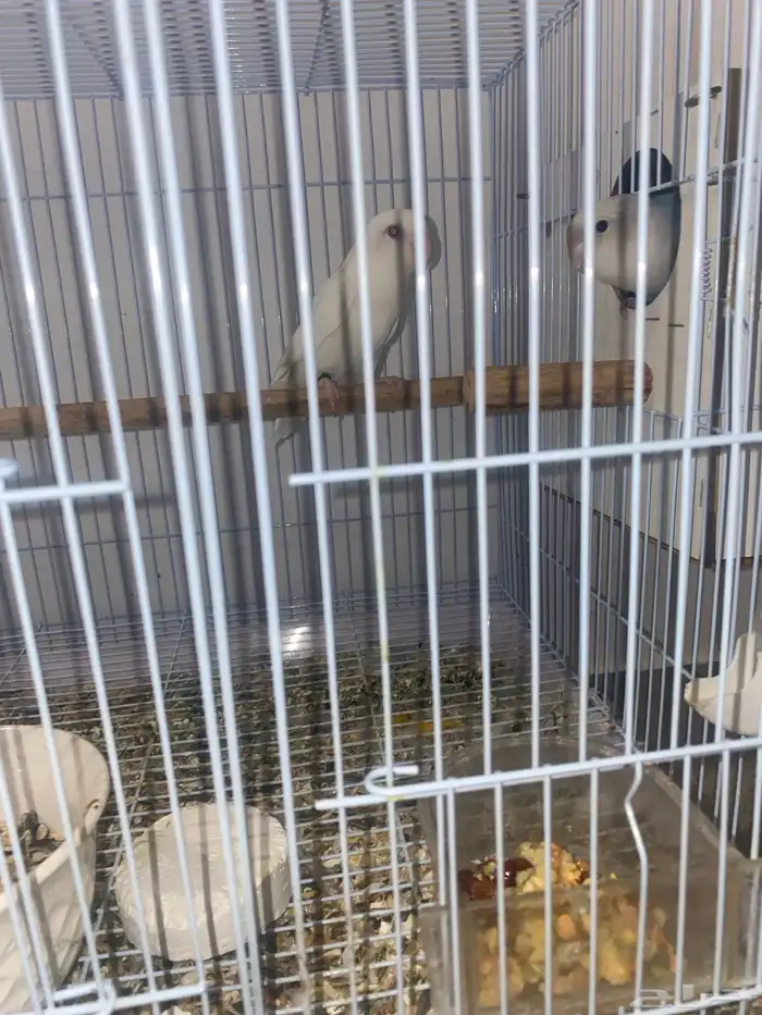 زوج روز منتج 2