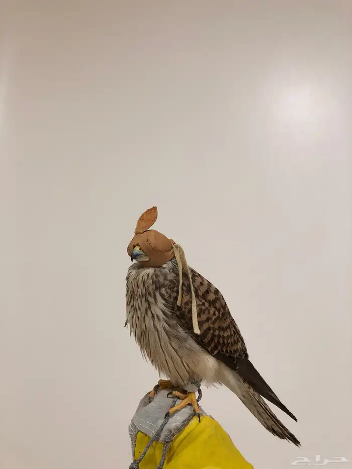 باشق و الشبوط 4