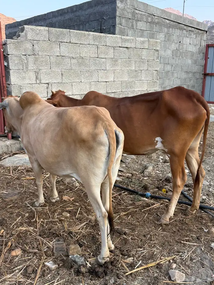 بقر للبيع 10