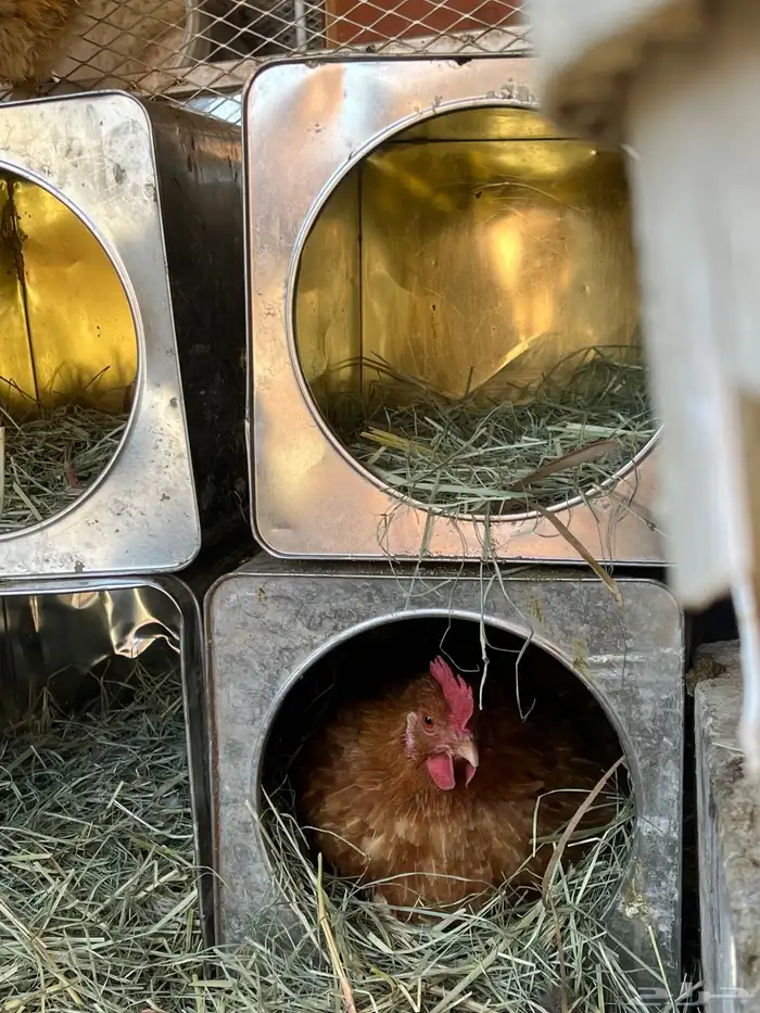 يوجد لدي دجاجه عليه 17 فرخ و 14 بيضه 3