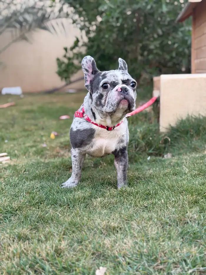 انثى فرنش بولدق ميرلي 8