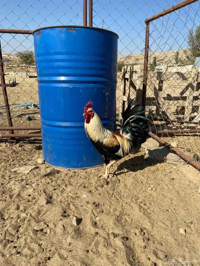 ديك بلدي فاخر 1