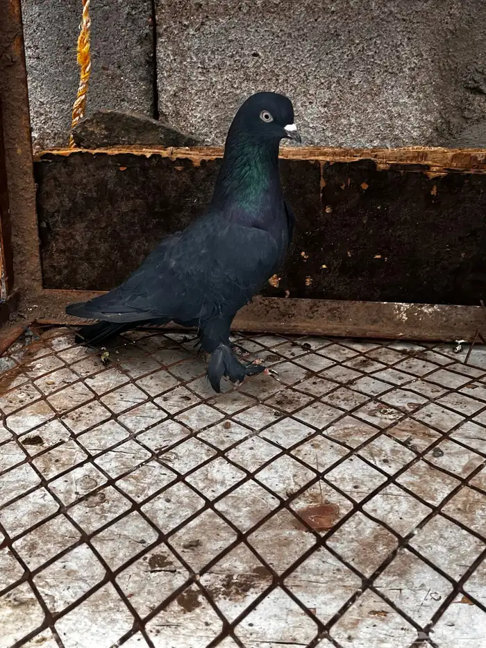 حمام تركي اسود لمعه 13