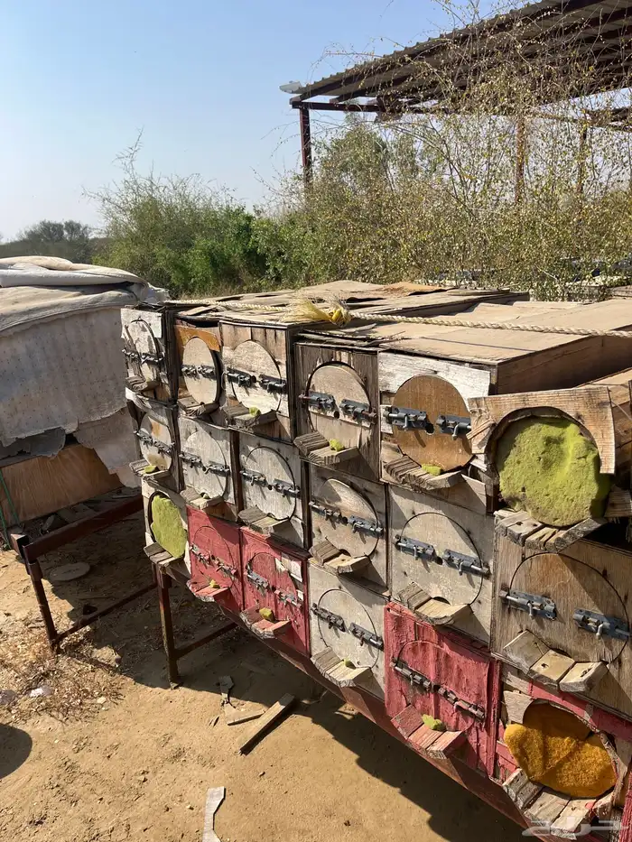 جبوح محايلي فاضي للبيع 12