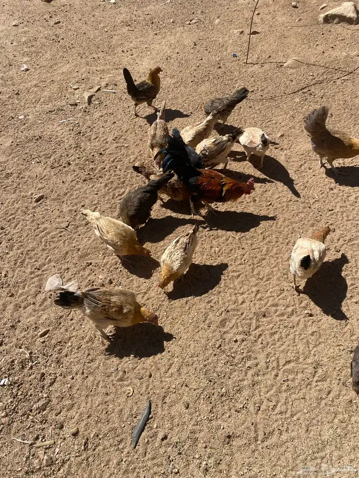 دجاج بلدي نظيف 0