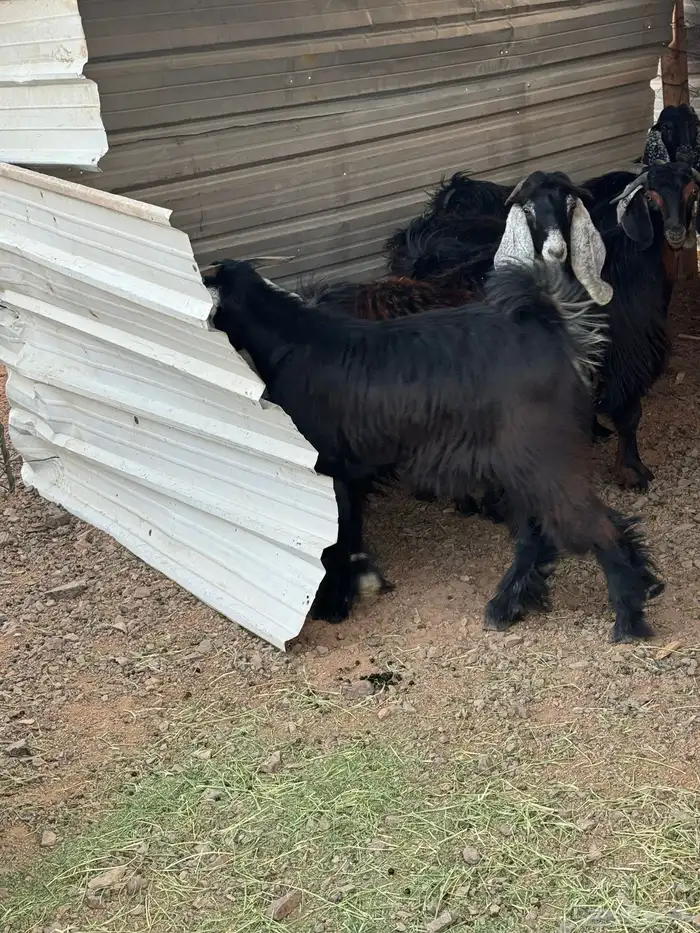 ذبائح تيوس عوارض مخاصي 2